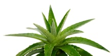 bigstock-Aloe-vera-18484406