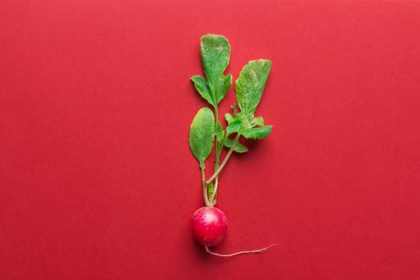 radish